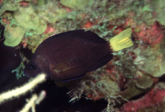  Hypoplectrus chlorurus (Yellowtail Hamlet)